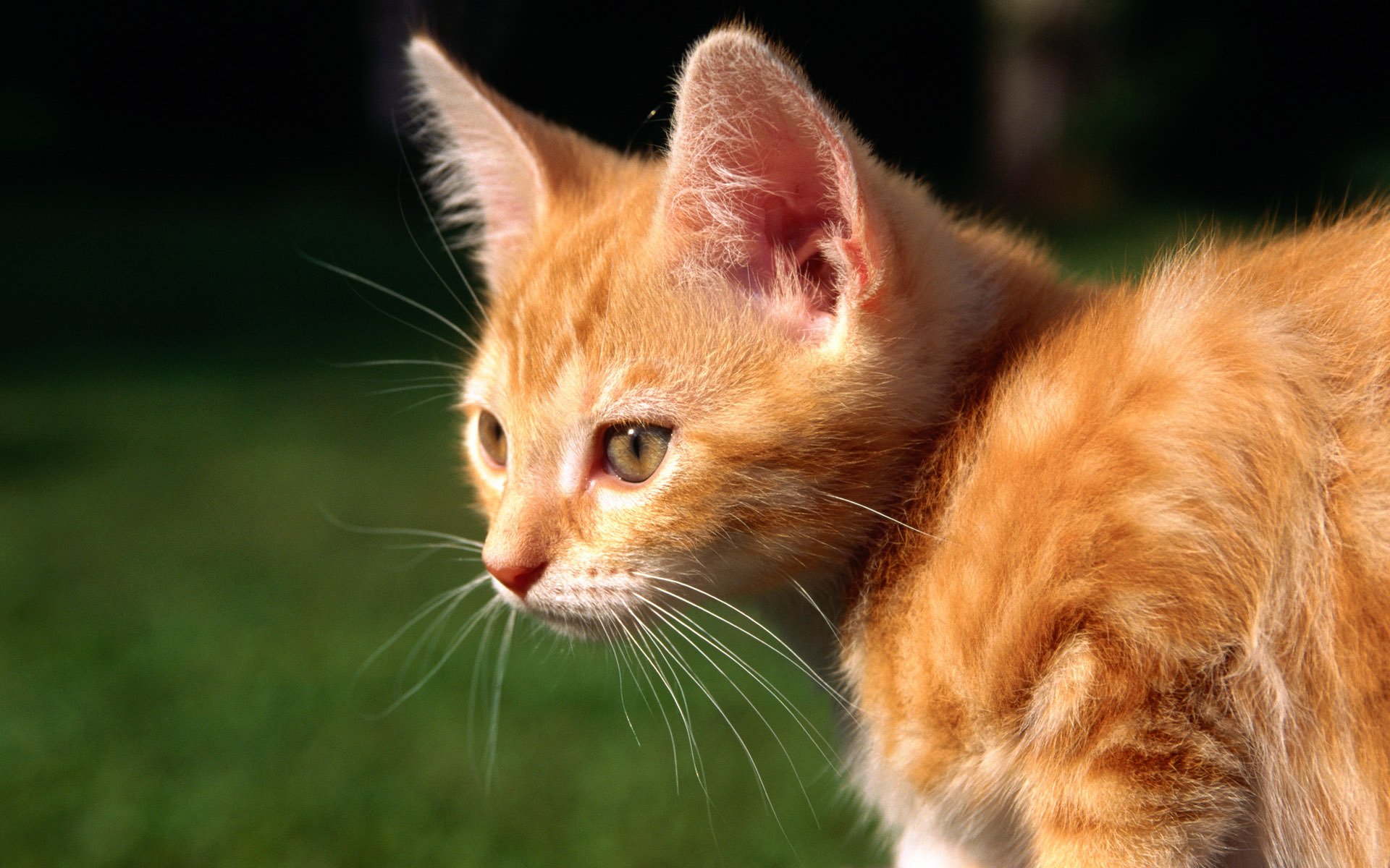 gatto gattino gatto rosso