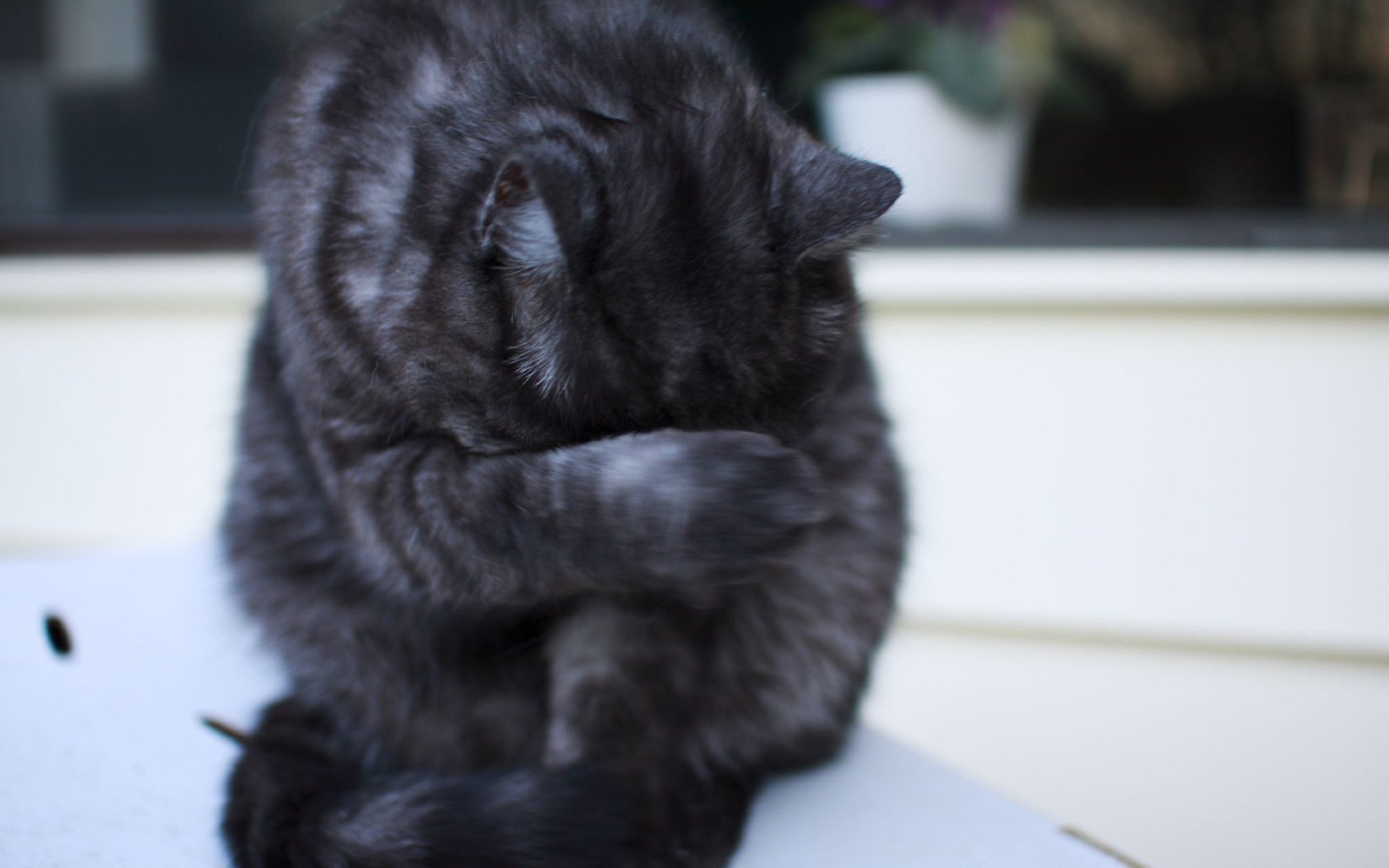 cat cat washing sitting striped