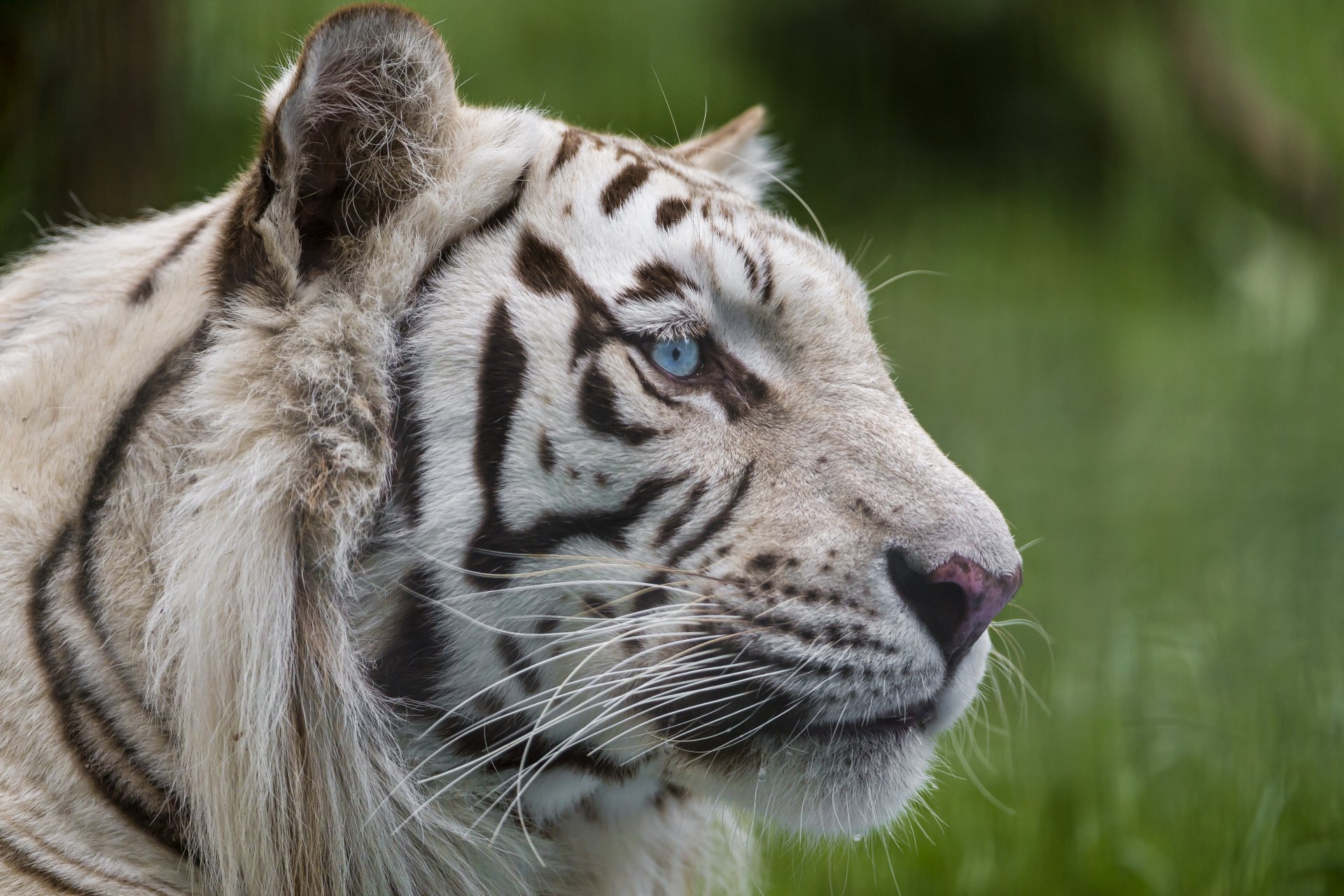 tigre blanco gato hocico mirada ojos azules ©tambako the jaguar