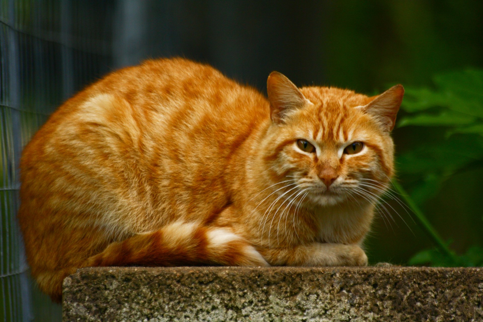 gato pelirroja grande mentira