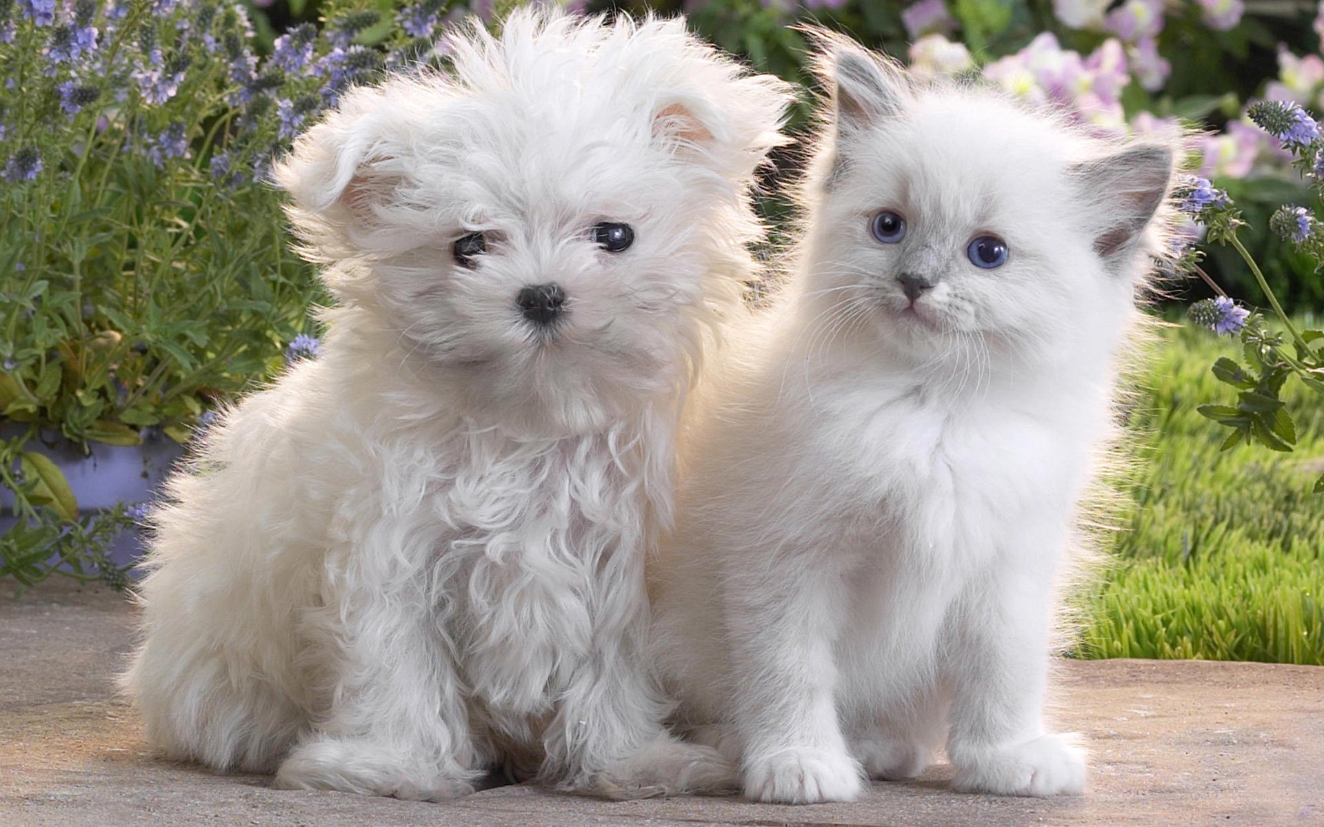 cute dog cat kitten puppy fluffy