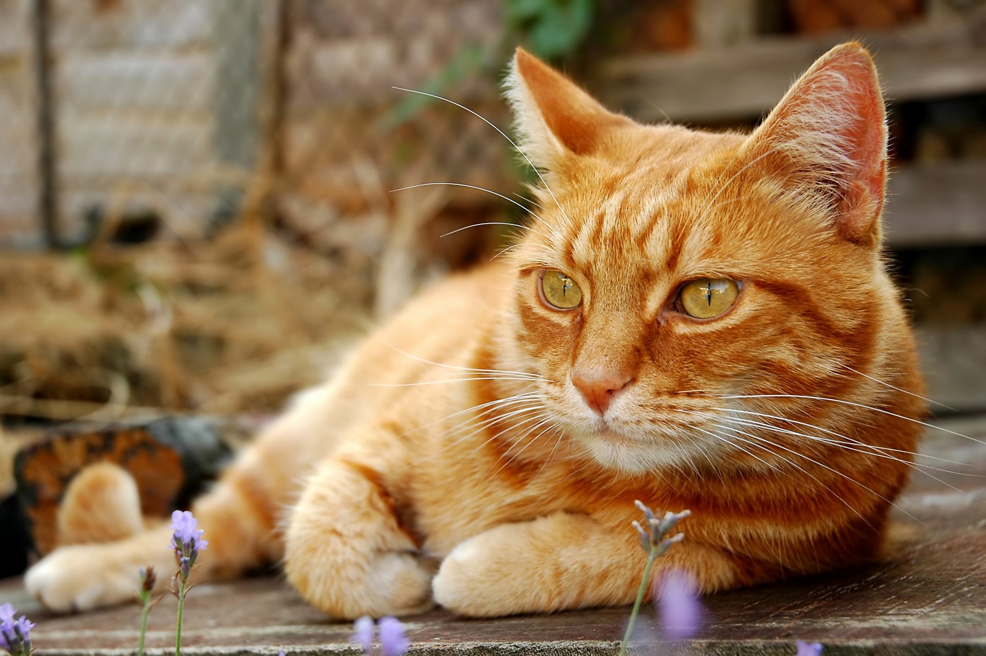 katze katze schnurrbart pfoten schwanz rot nachdenklich streng nachdenklich natur erholung unschärfe bokeh tapete