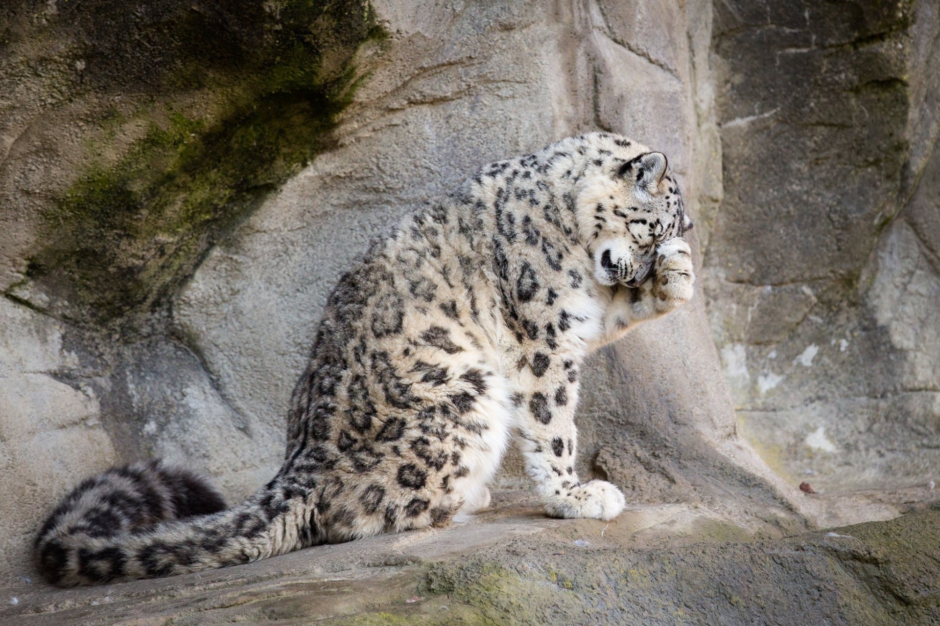 schneeleopard irbis schneeleopard wildkatze raubtier pfote schwanz fell flecken pose gewaschen steine felsen zoo