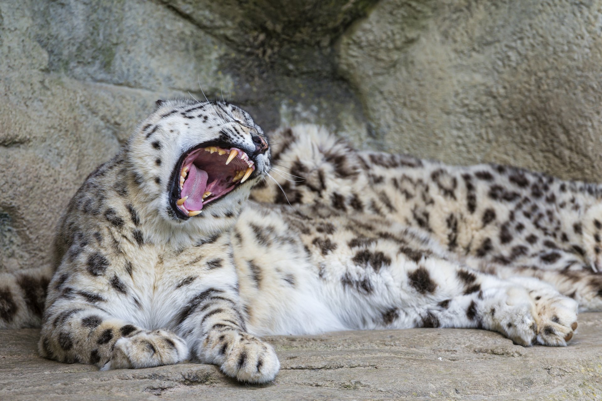 снежный барс ирбис кошка зевает пасть клыки камни ©tambako the jaguar