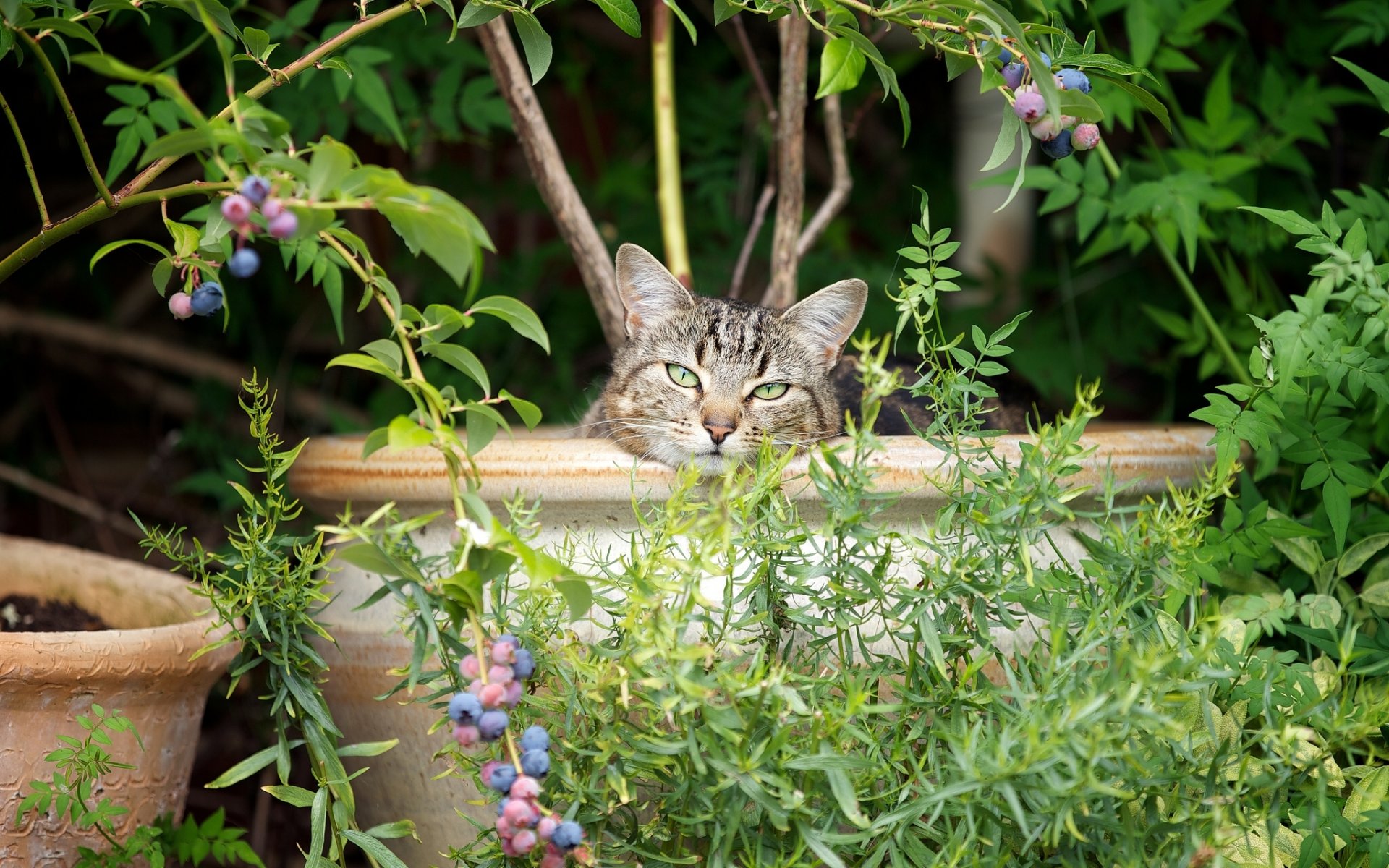 museau baies pots de fleurs