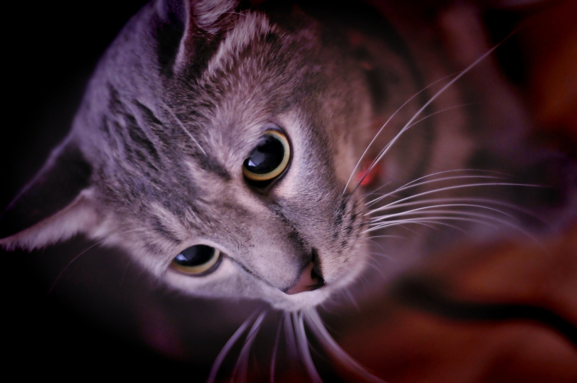 tier katze schnauze schnurrbart blick augen ohren