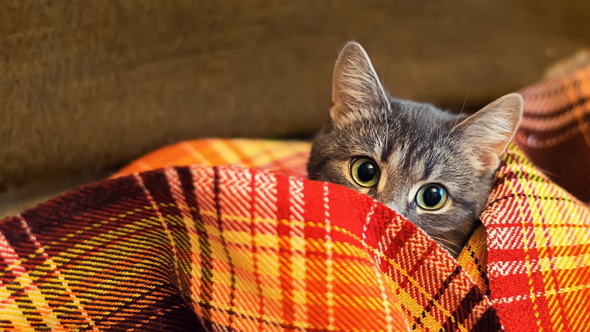 gatto coperta sguardo plaid lana