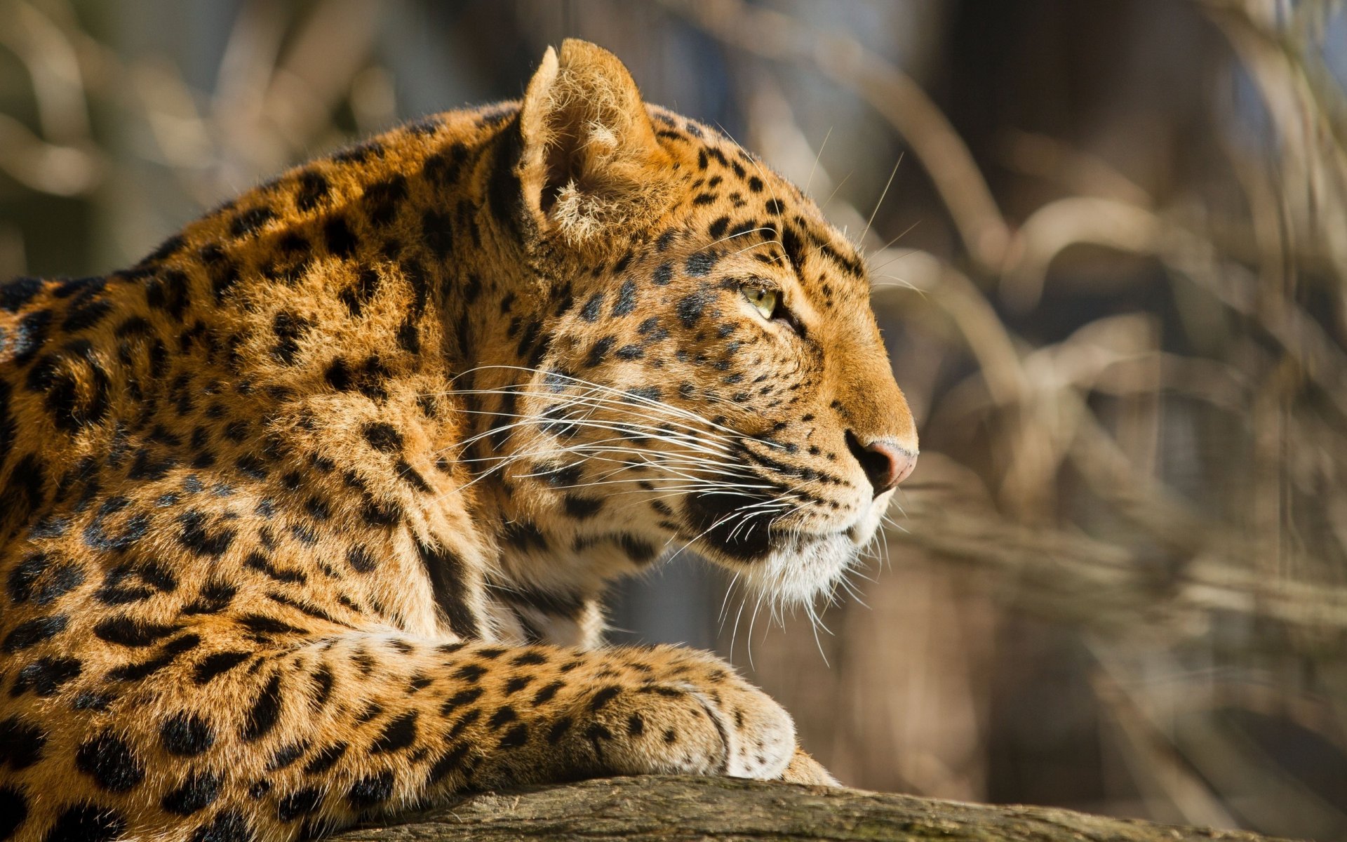 léopard chat sauvage prédateur museau profil fourrure