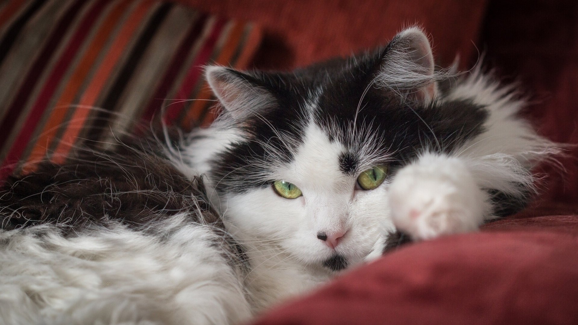 gatto peloso sguardo