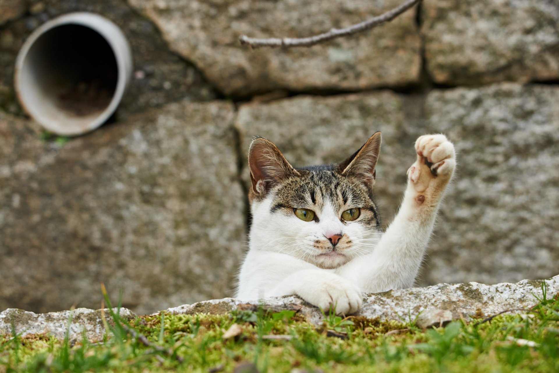 chat chat patte regard