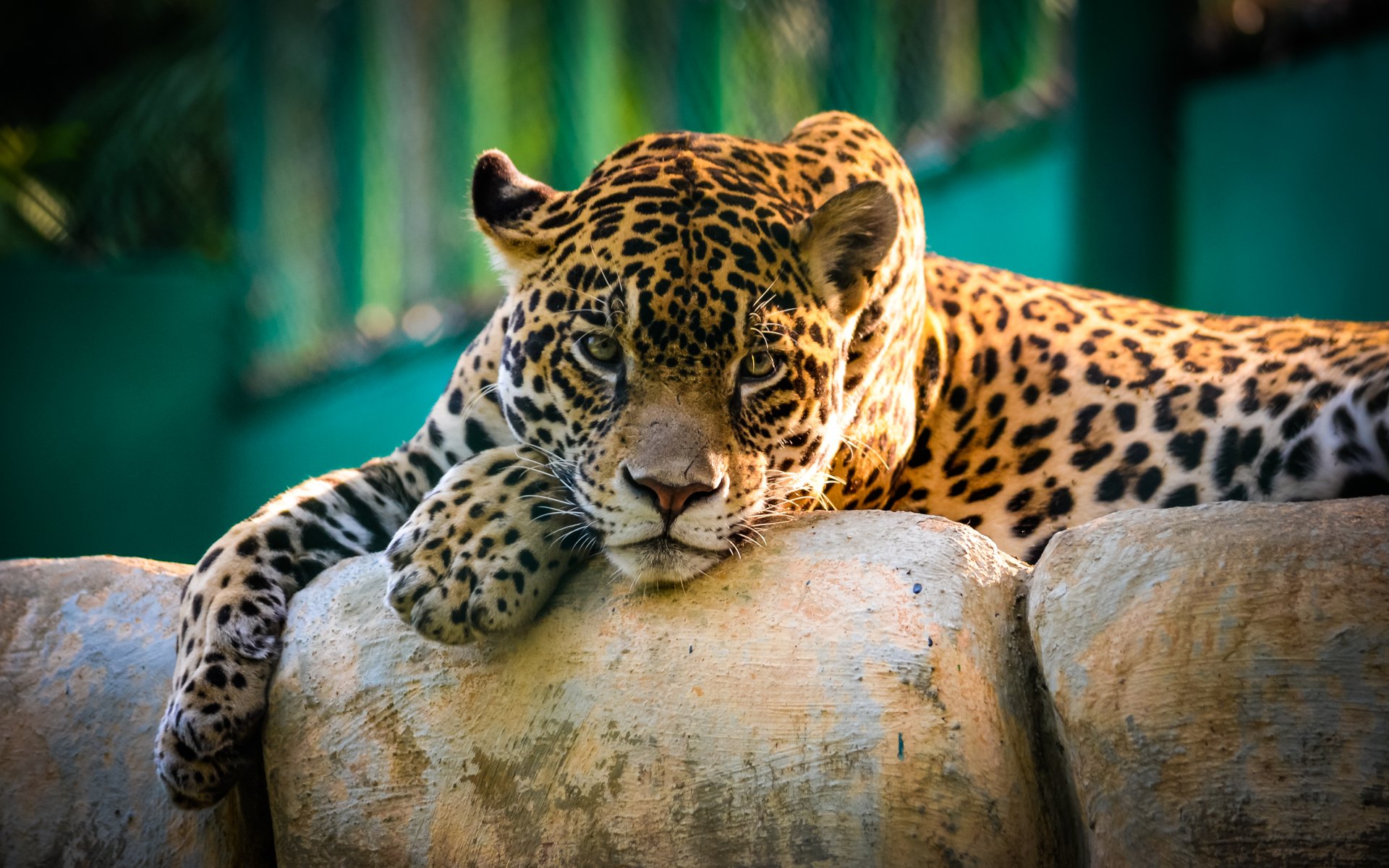 jaguar gato salvaje mirada