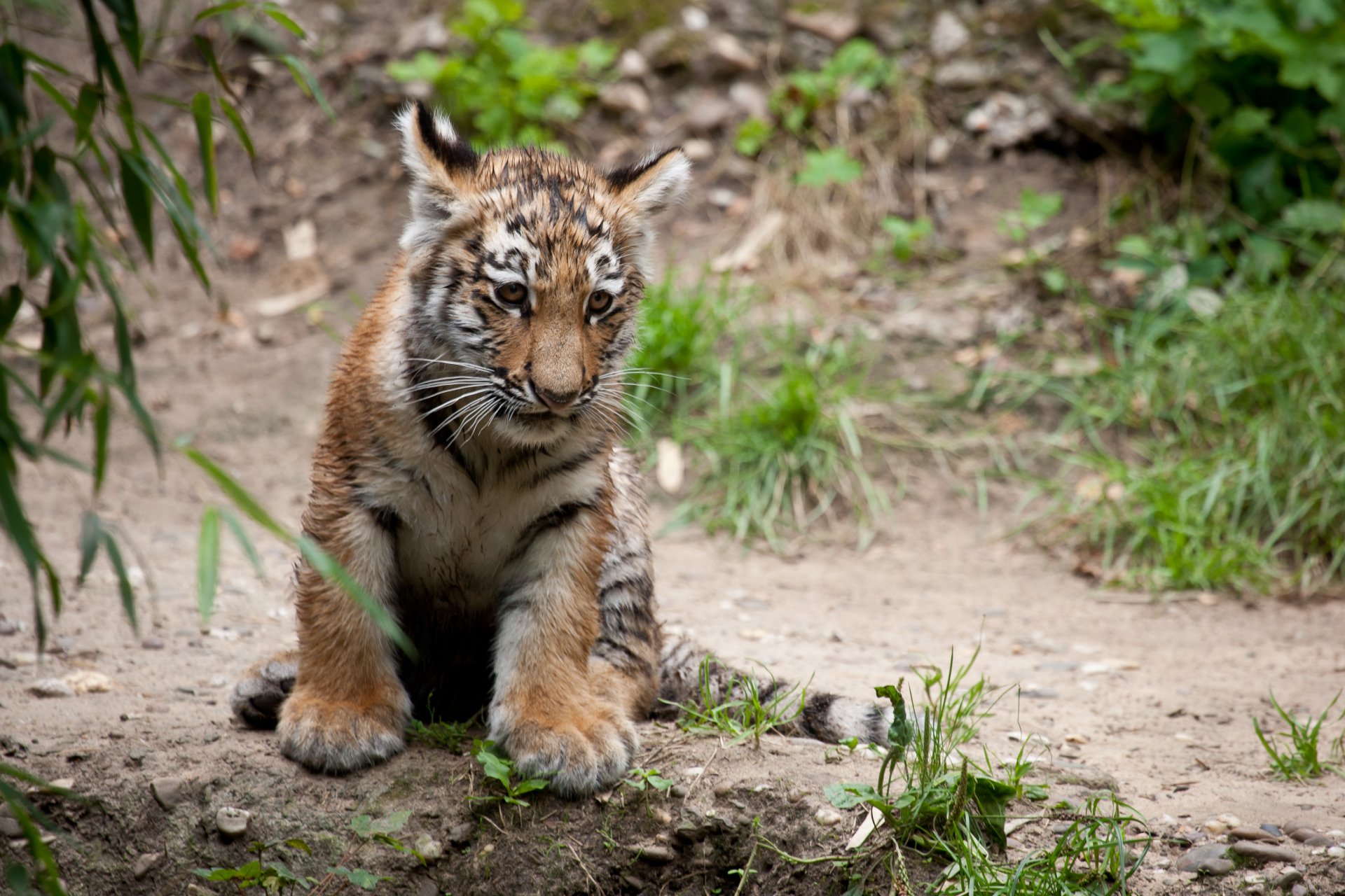 cat tiger