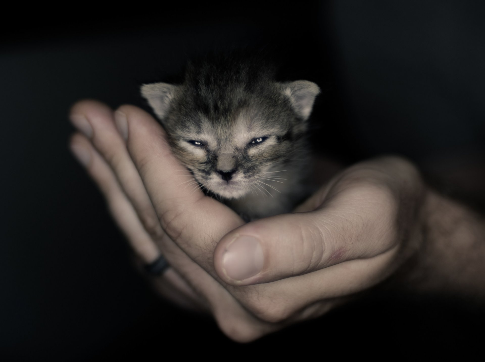 kote baby schnauze hand