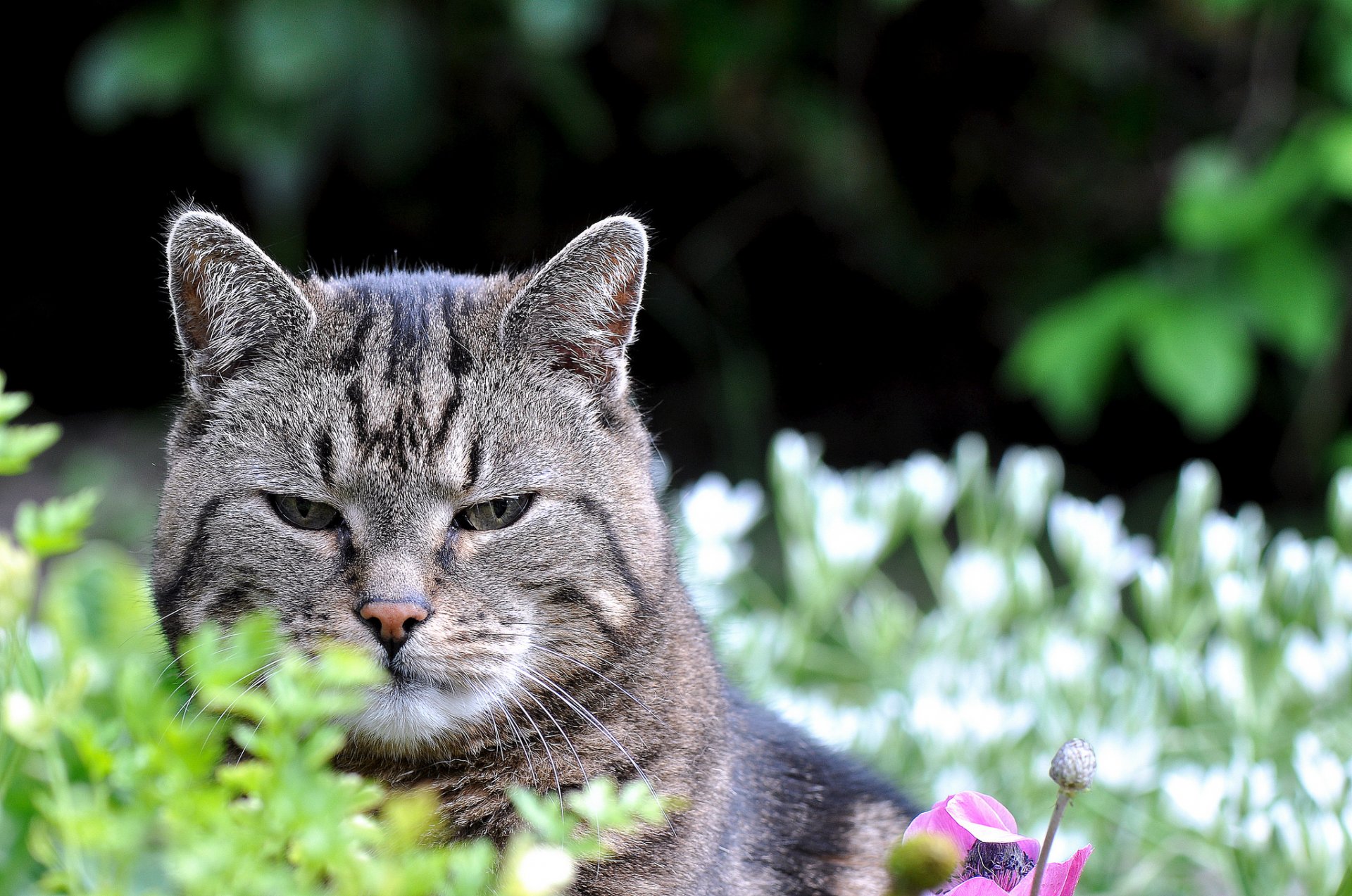 gatto gatto vista natura