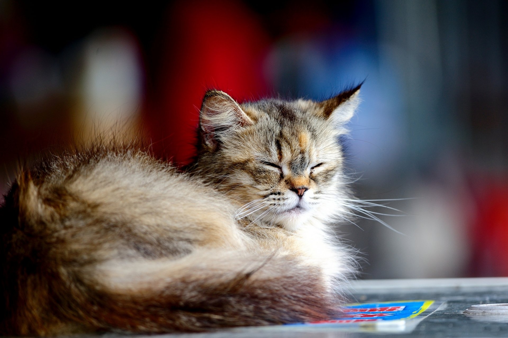 gato gatito gris peludo ocio