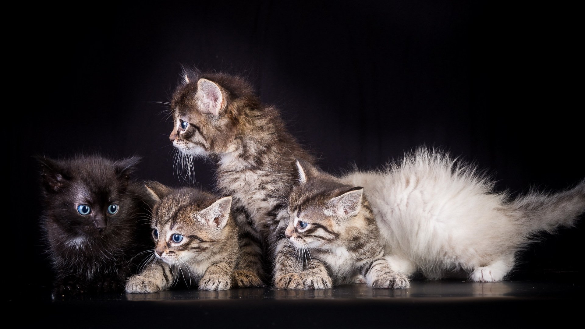 katzen haus hintergrund