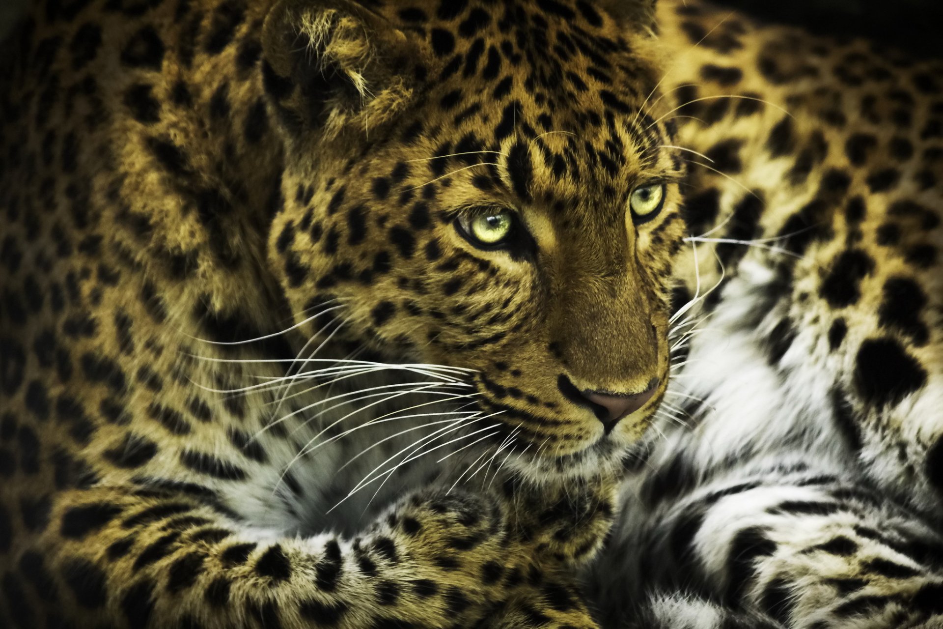 leopardo muso zampe photoshop gatto predatore