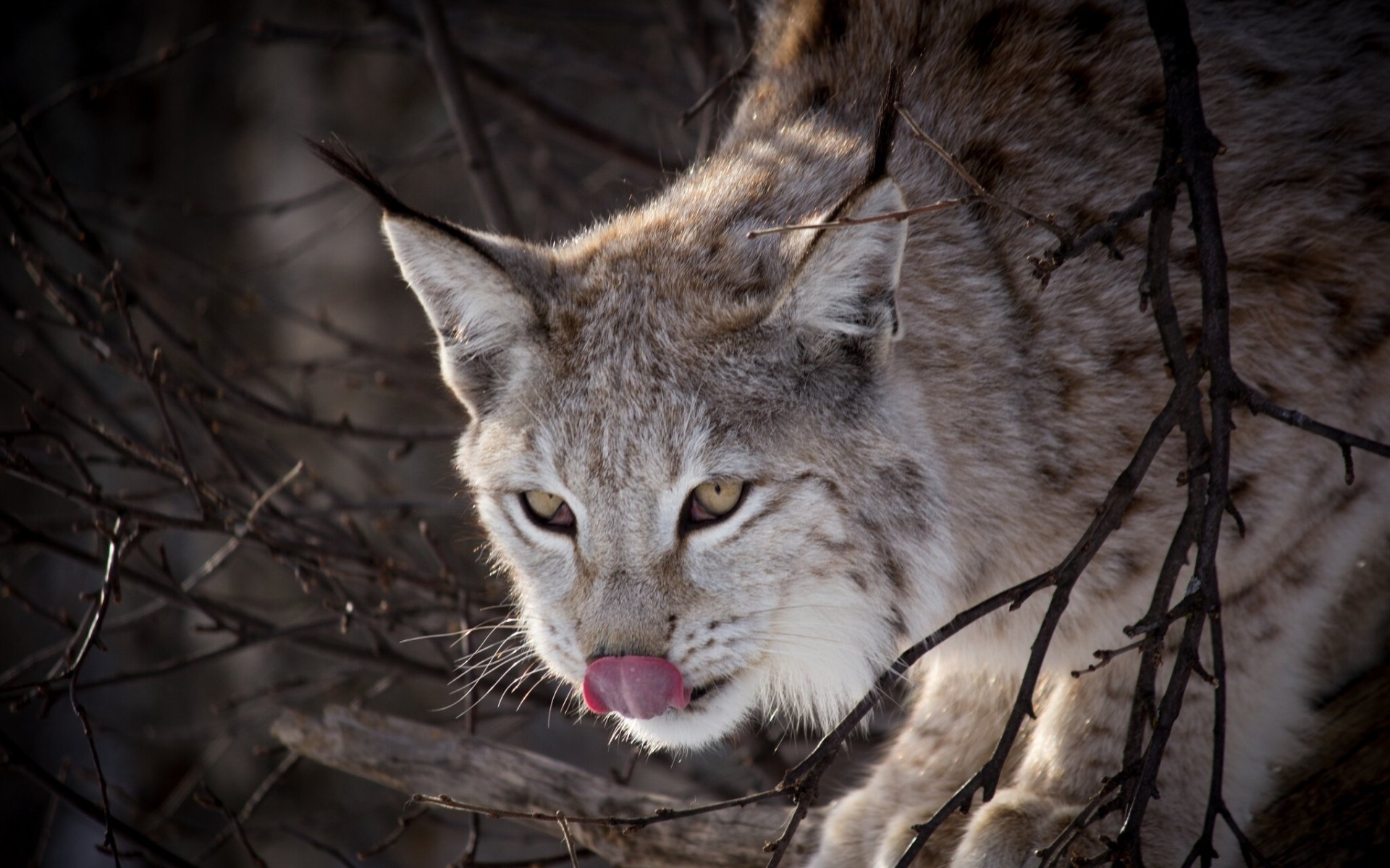 luchs zunge äste