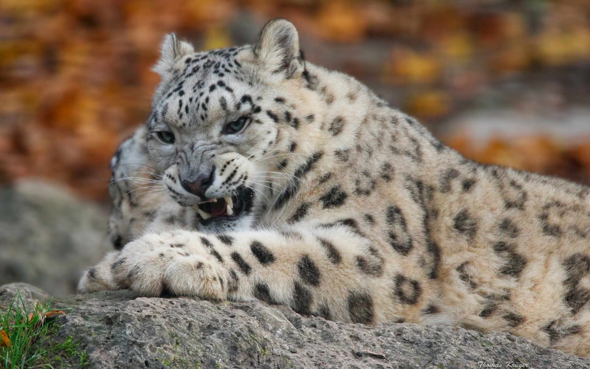 leopardo delle nevi irbis leopardo delle nevi gatto selvatico predatore sorriso