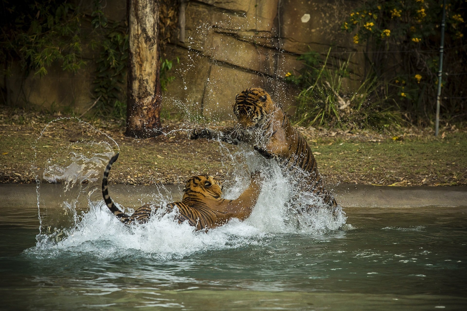 tigers wild cats predators the pair fight game swimming spray