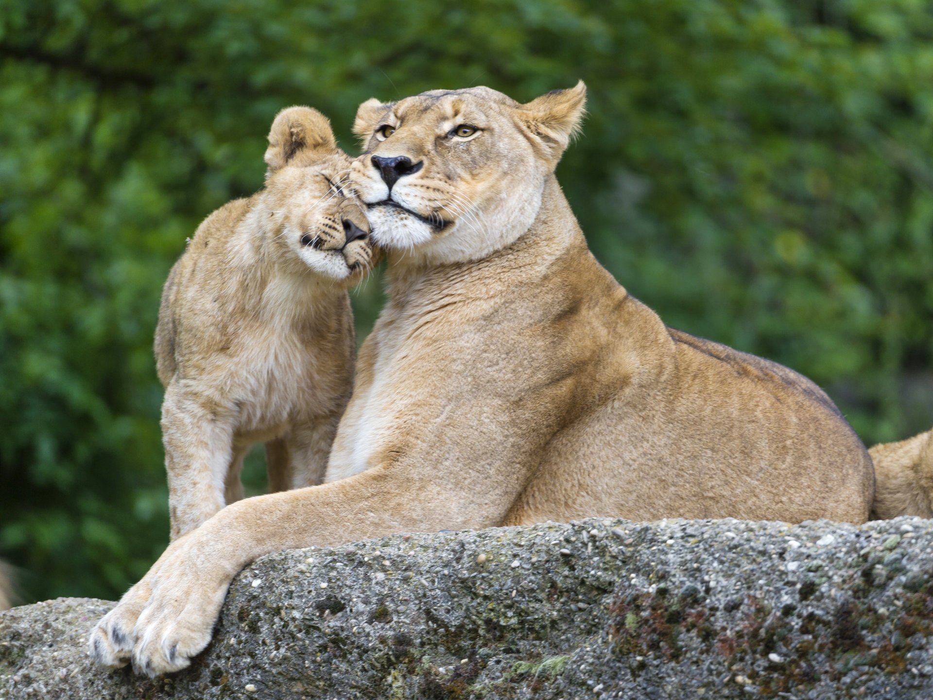 löwin löwe katze stein familie ©tambako der jaguar