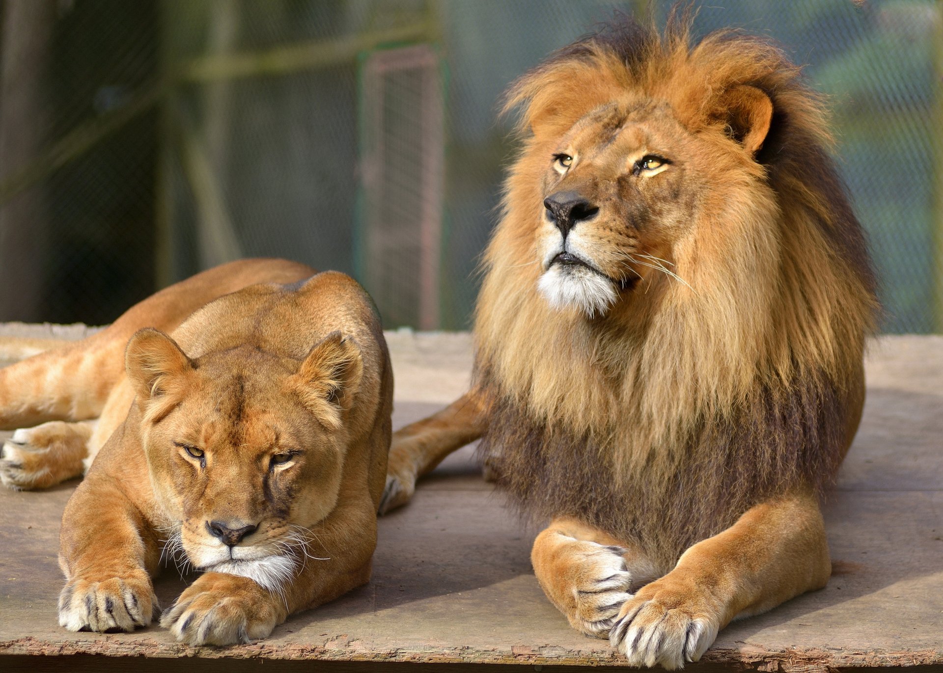 lion chat lionne couple repos regard