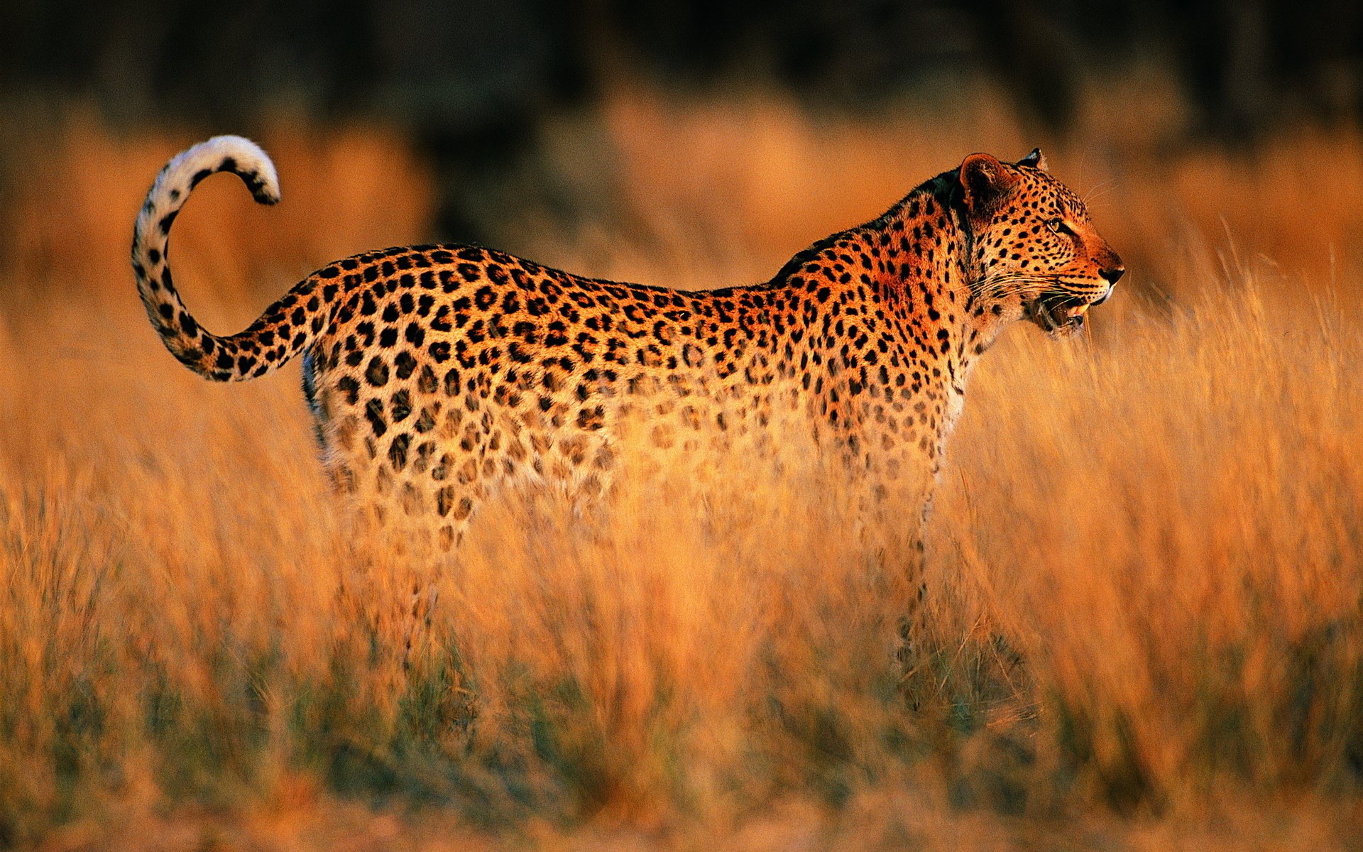 leopard sunset savannah africa