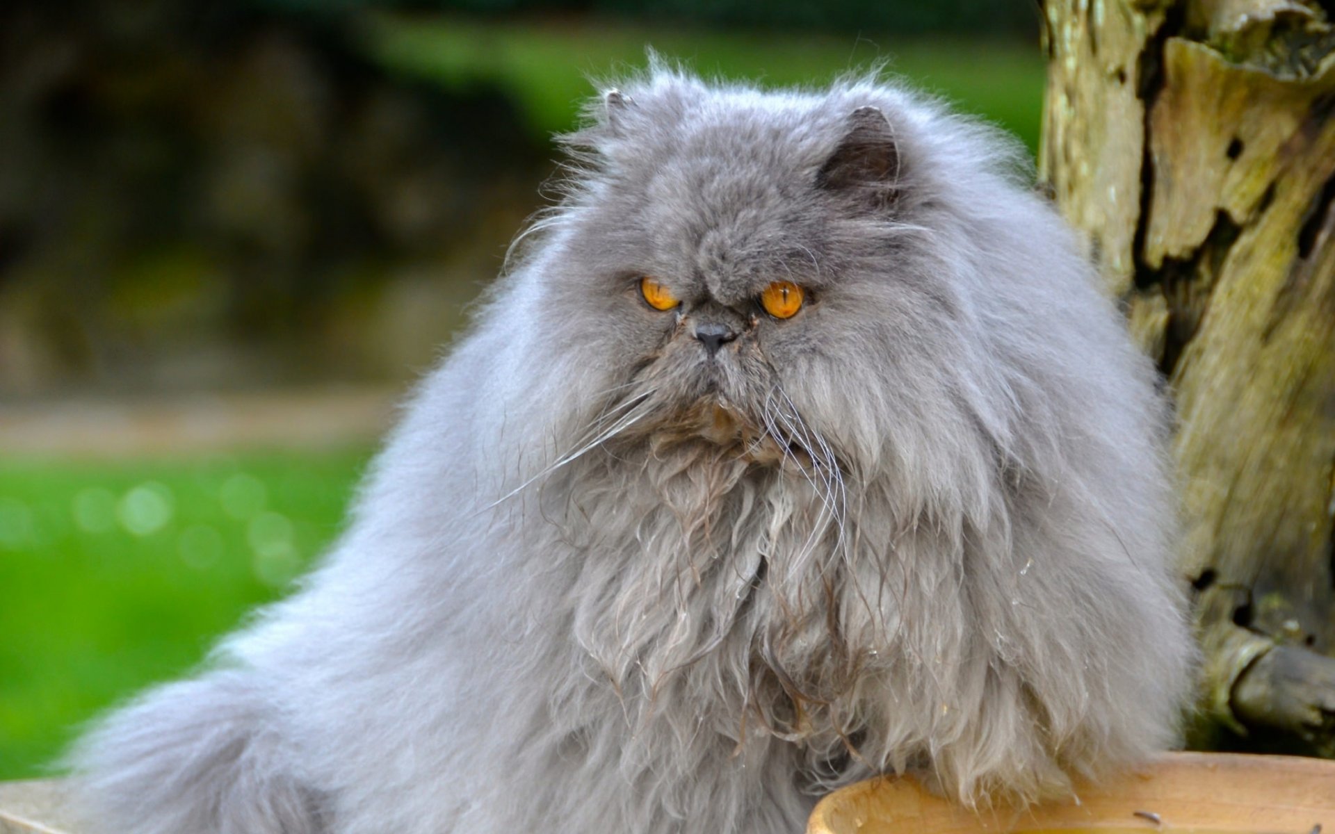 perserkatze perser katze flauschig wichtig