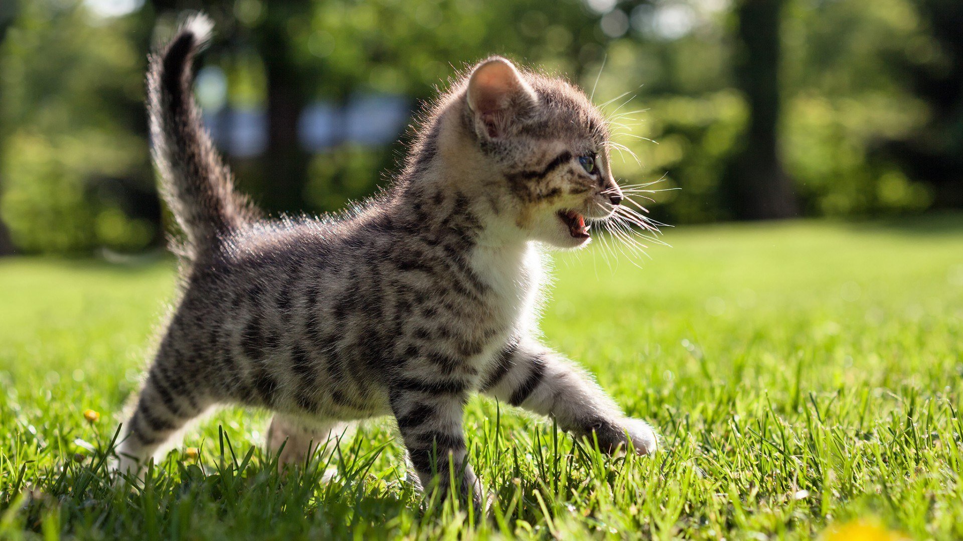 gatto sole estate natura parco erba tigre predatore gattino estate