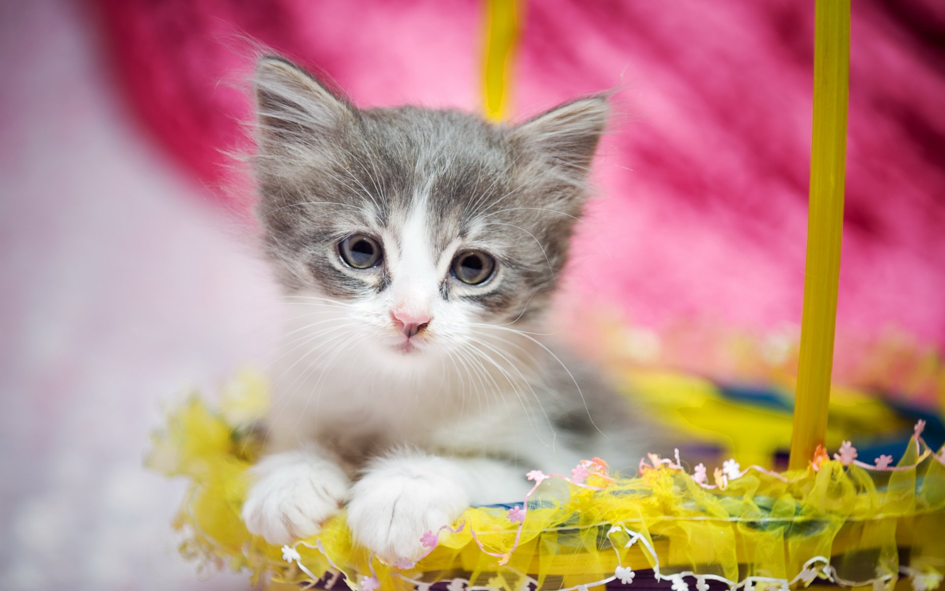 gato mirada regalo