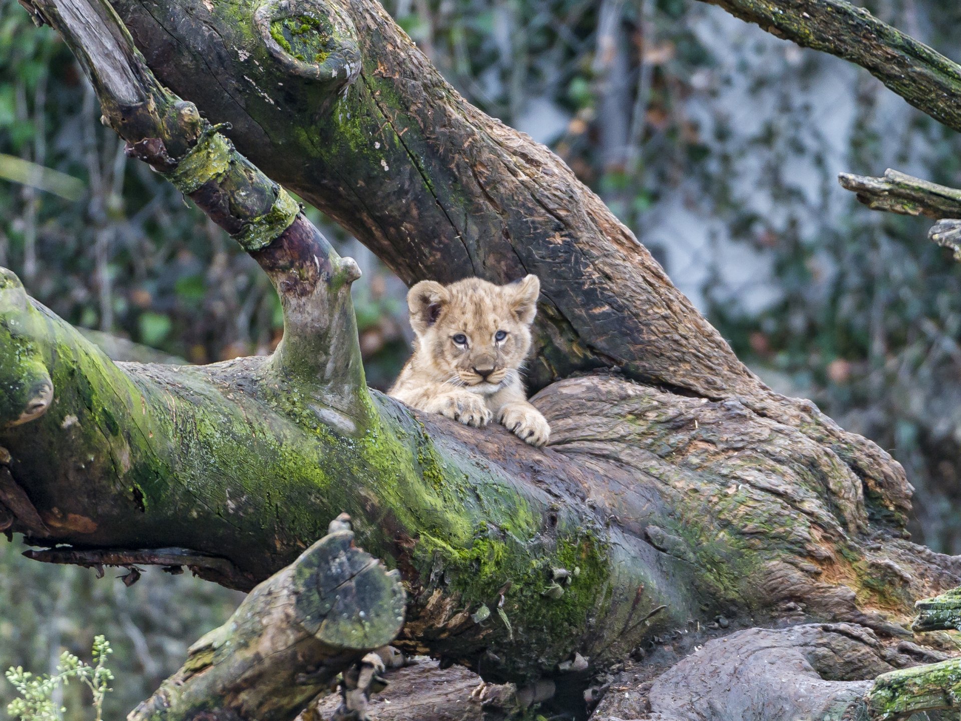 chat arbre mousse ©tambako the jaguar