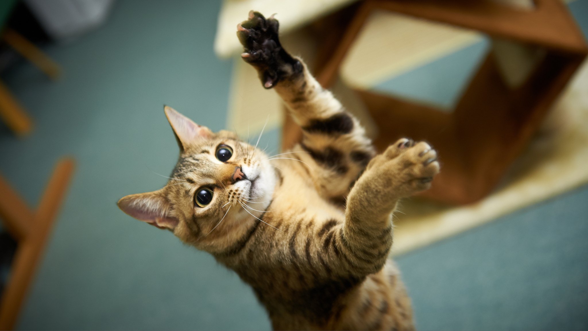 gato gatito jugando patas garras