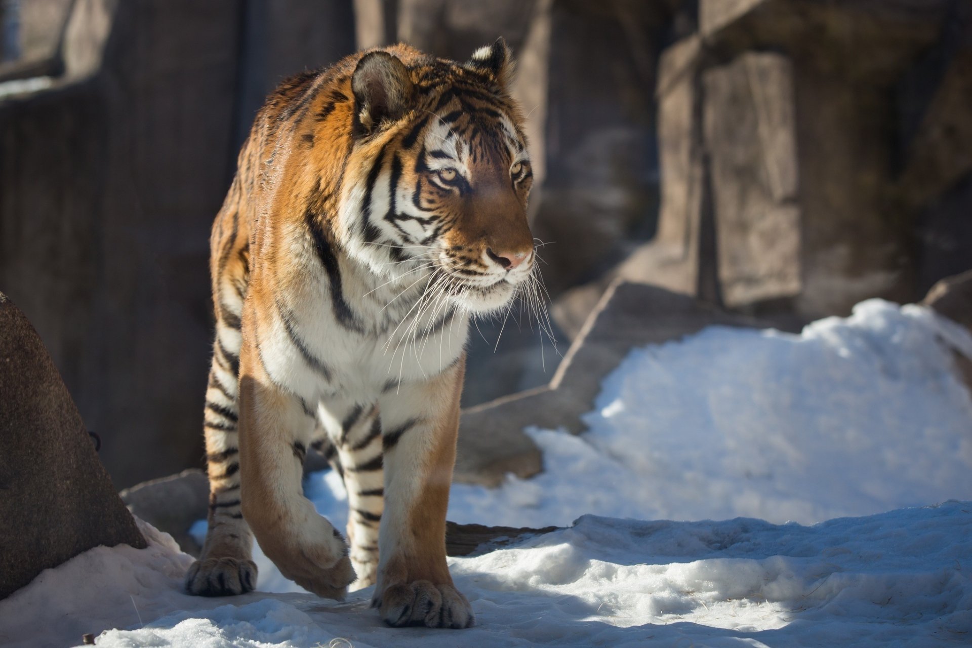 tiger wildkatze raubtier winter schnee