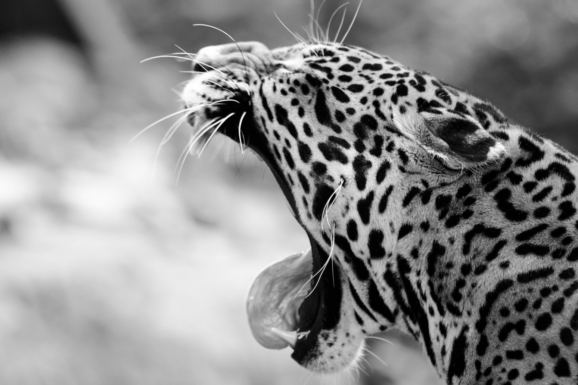 jaguar wild cat face yawns fall fangs english black and white