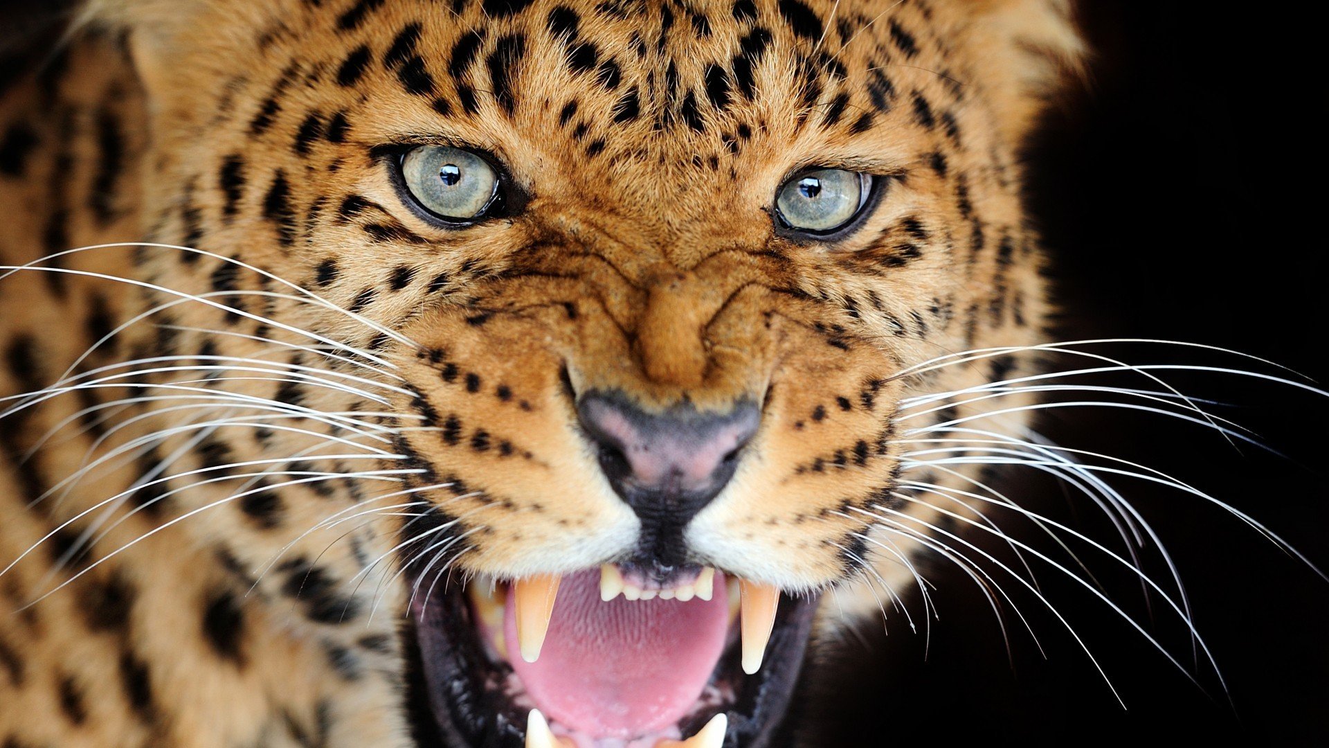 leopardo gatto bocca sorriso zanne sguardo