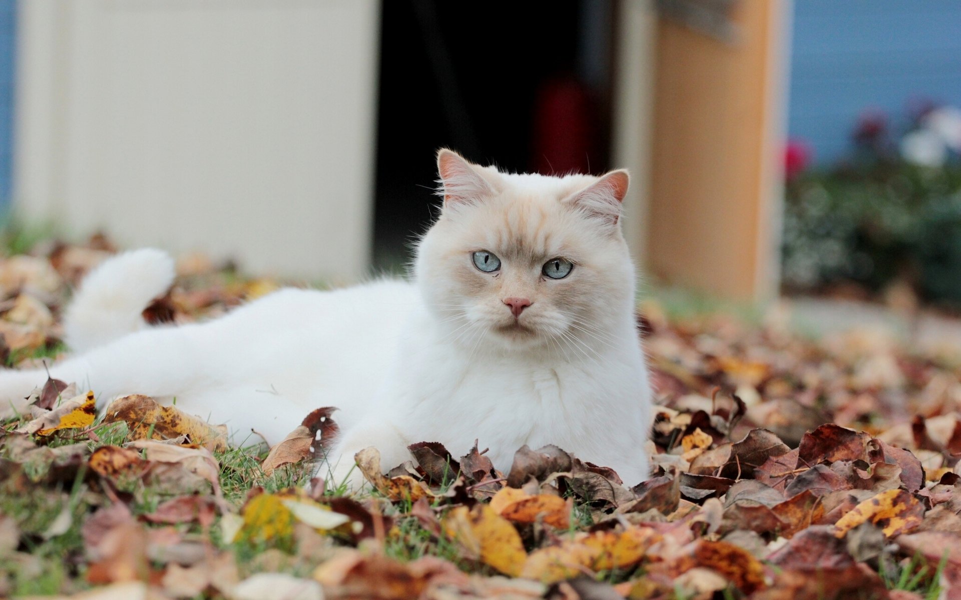 katze katze laub herbst