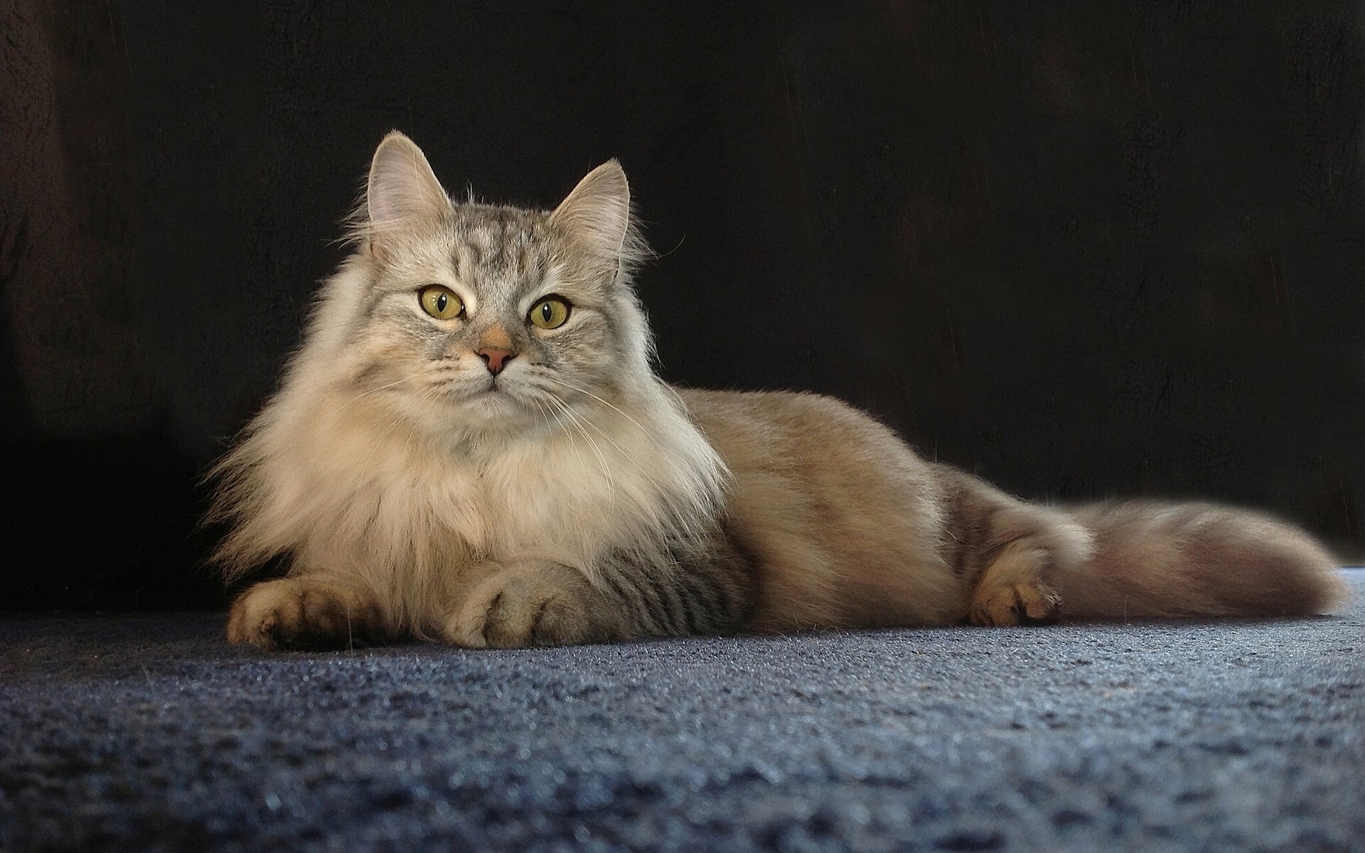 chat posant beauté