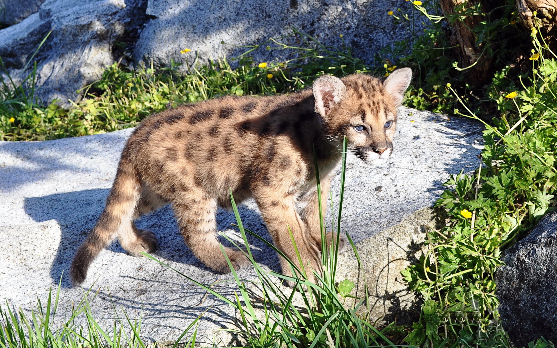 puma puma lew górski drapieżnik