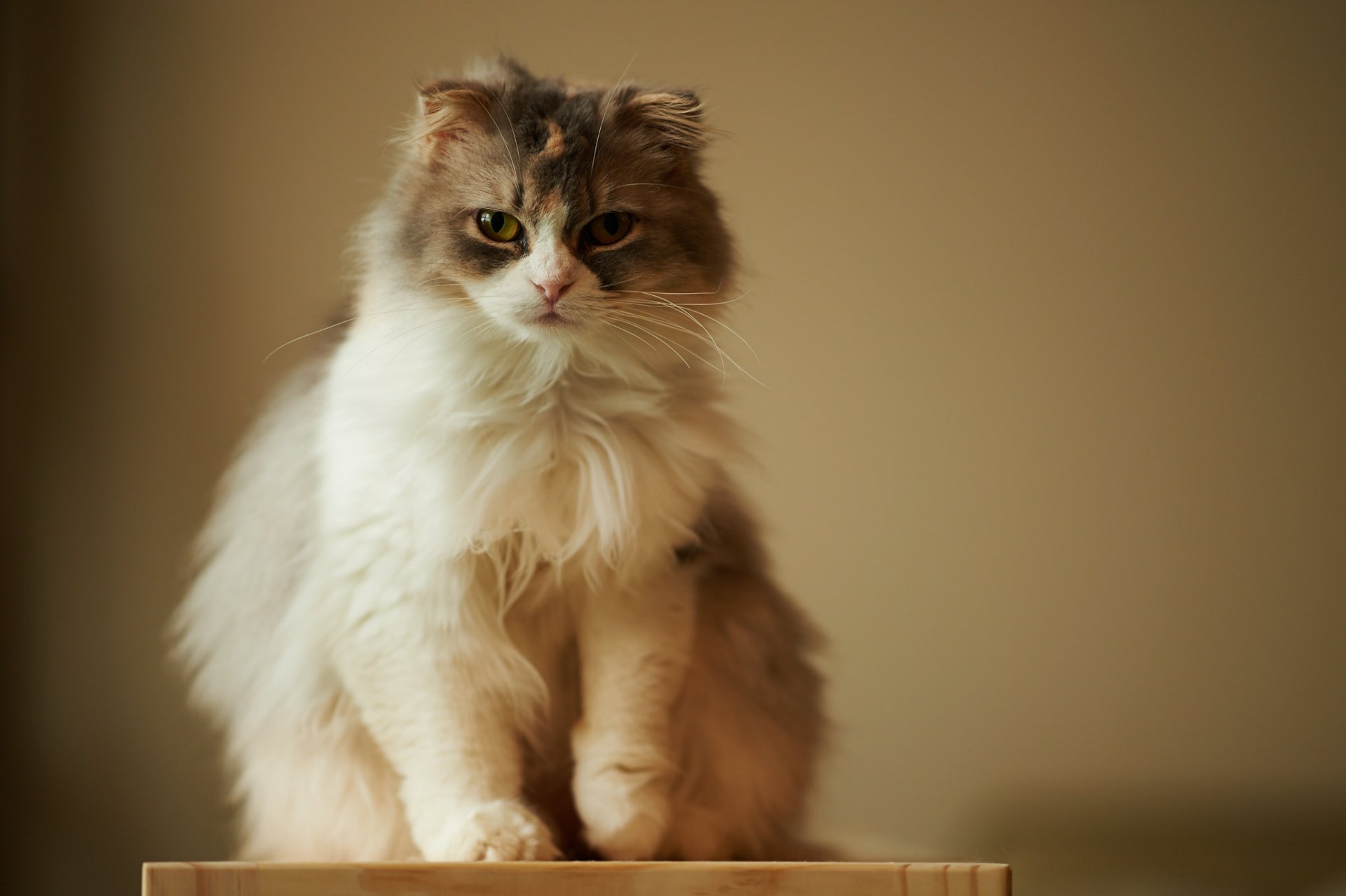 gatto peloso sguardo sfondo