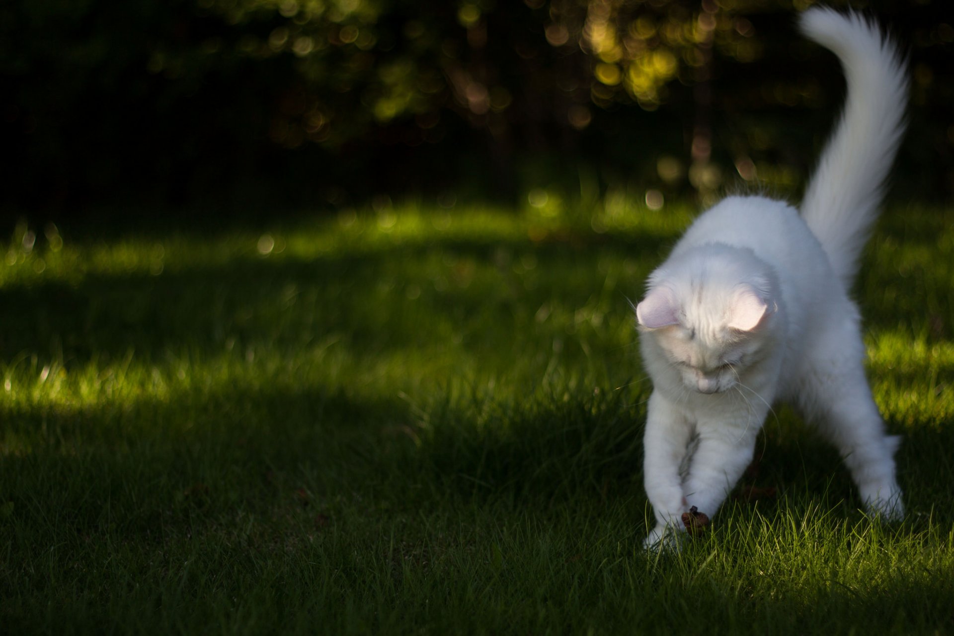 gatto gatto bianco erba gioco