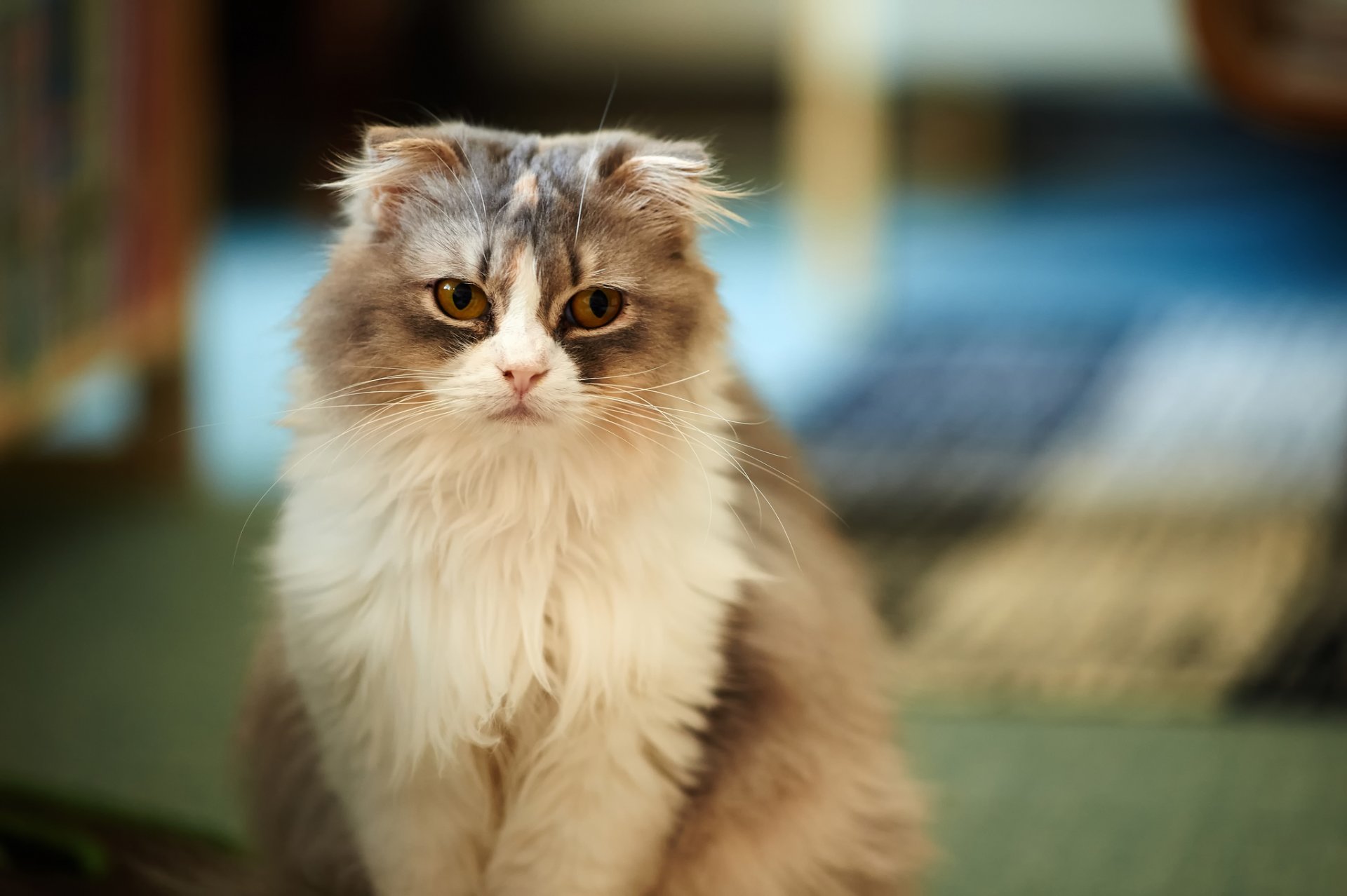 katze grau hängend flauschig aussehen