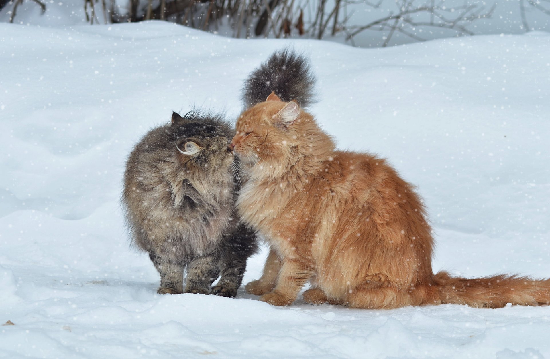 cats winter snow