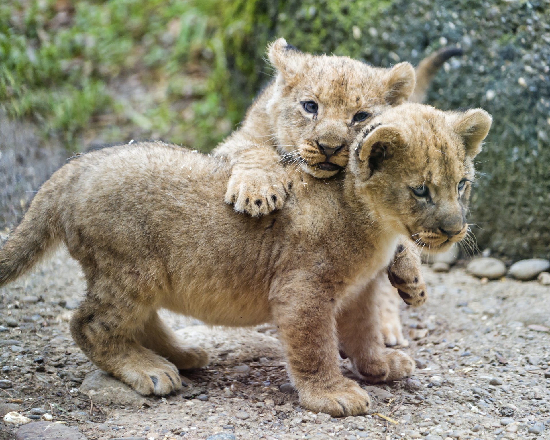 gato pareja leones ©tambako the jaguar