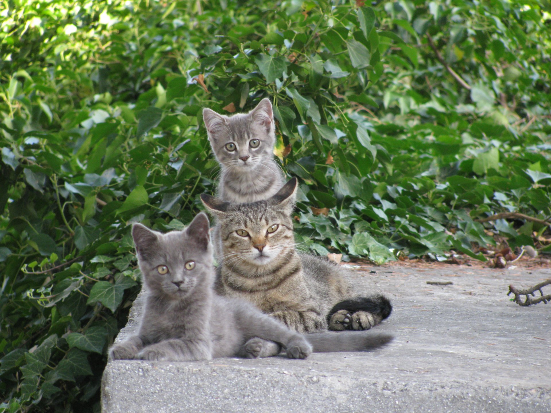 chat chatons verts