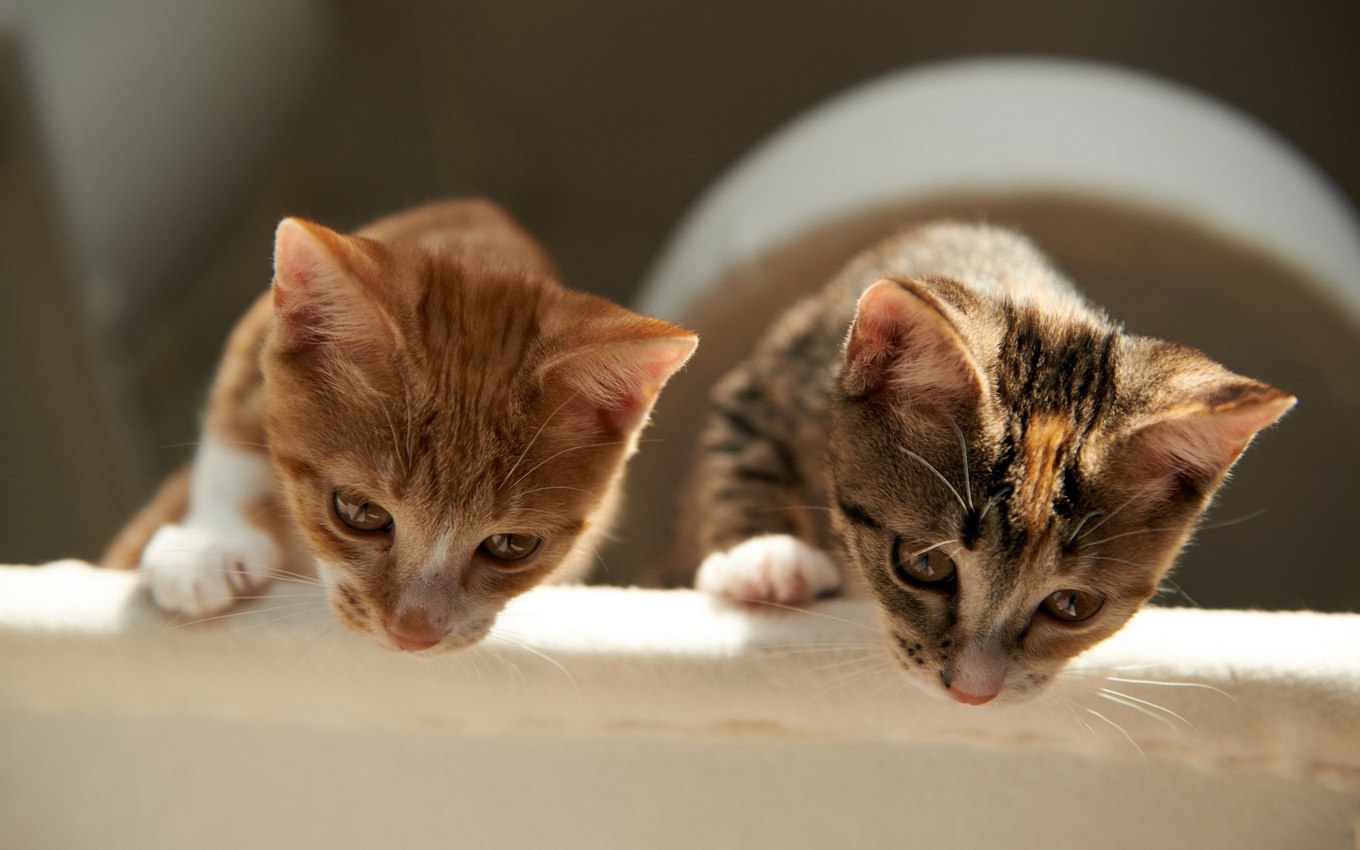 chats maison confort