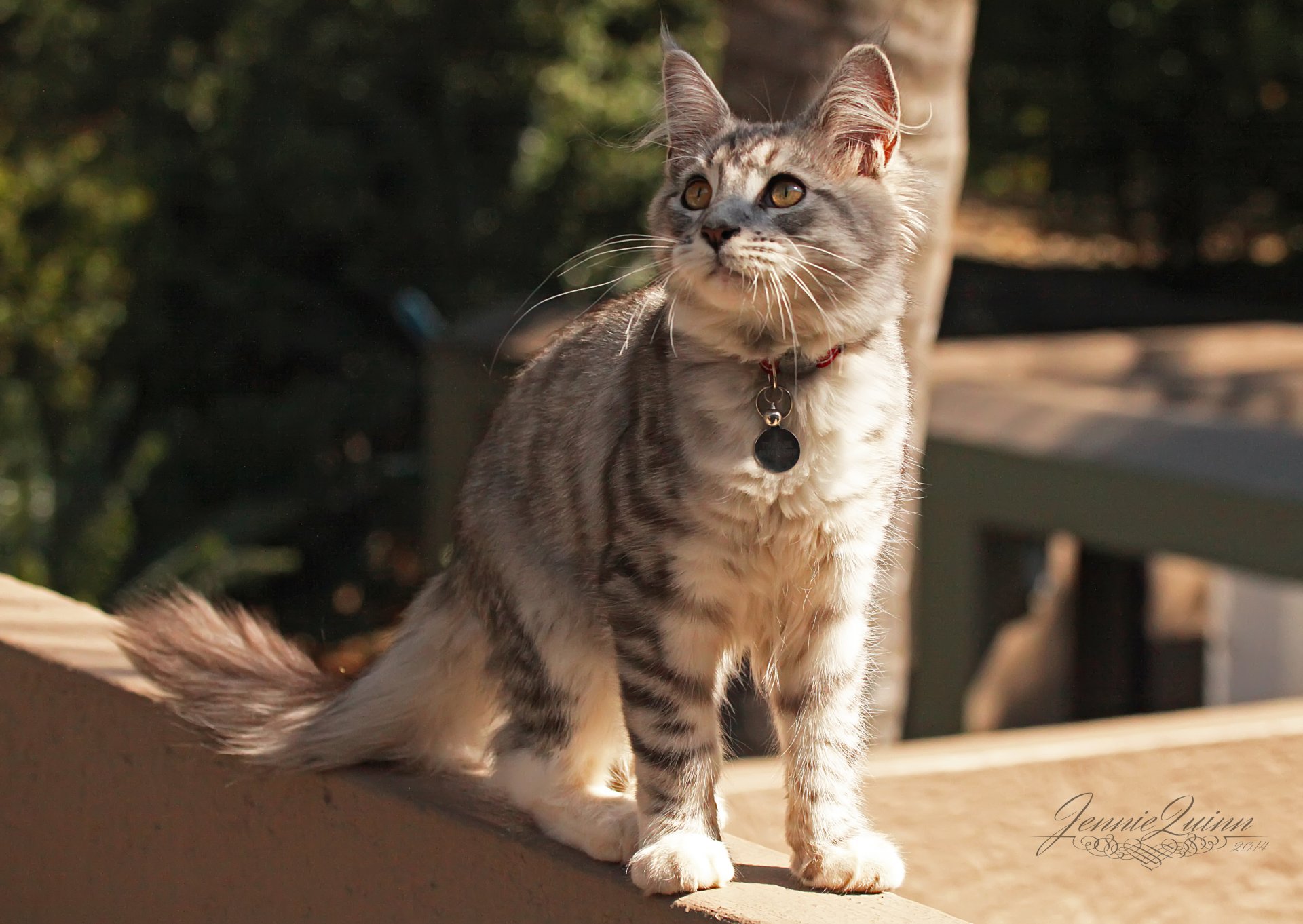 кошка ошейник улица внимание