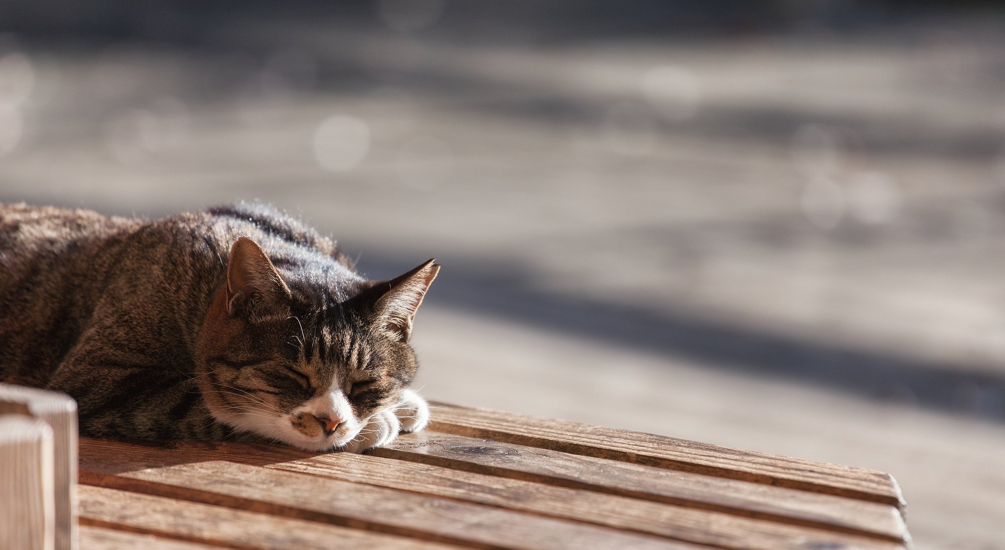 katze katze wolle schläft