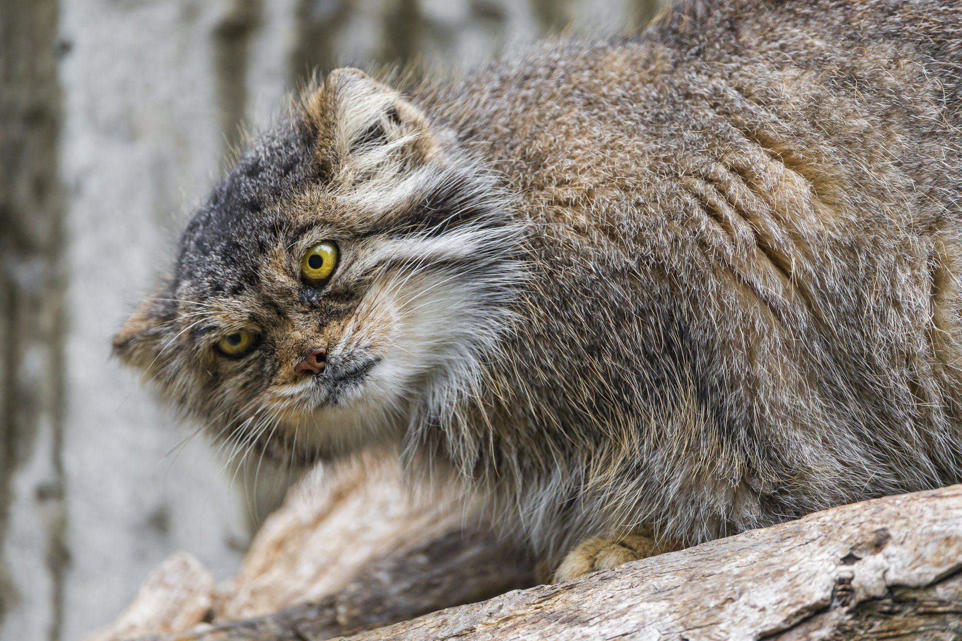 манул кошка взгляд ©tambako the jaguar