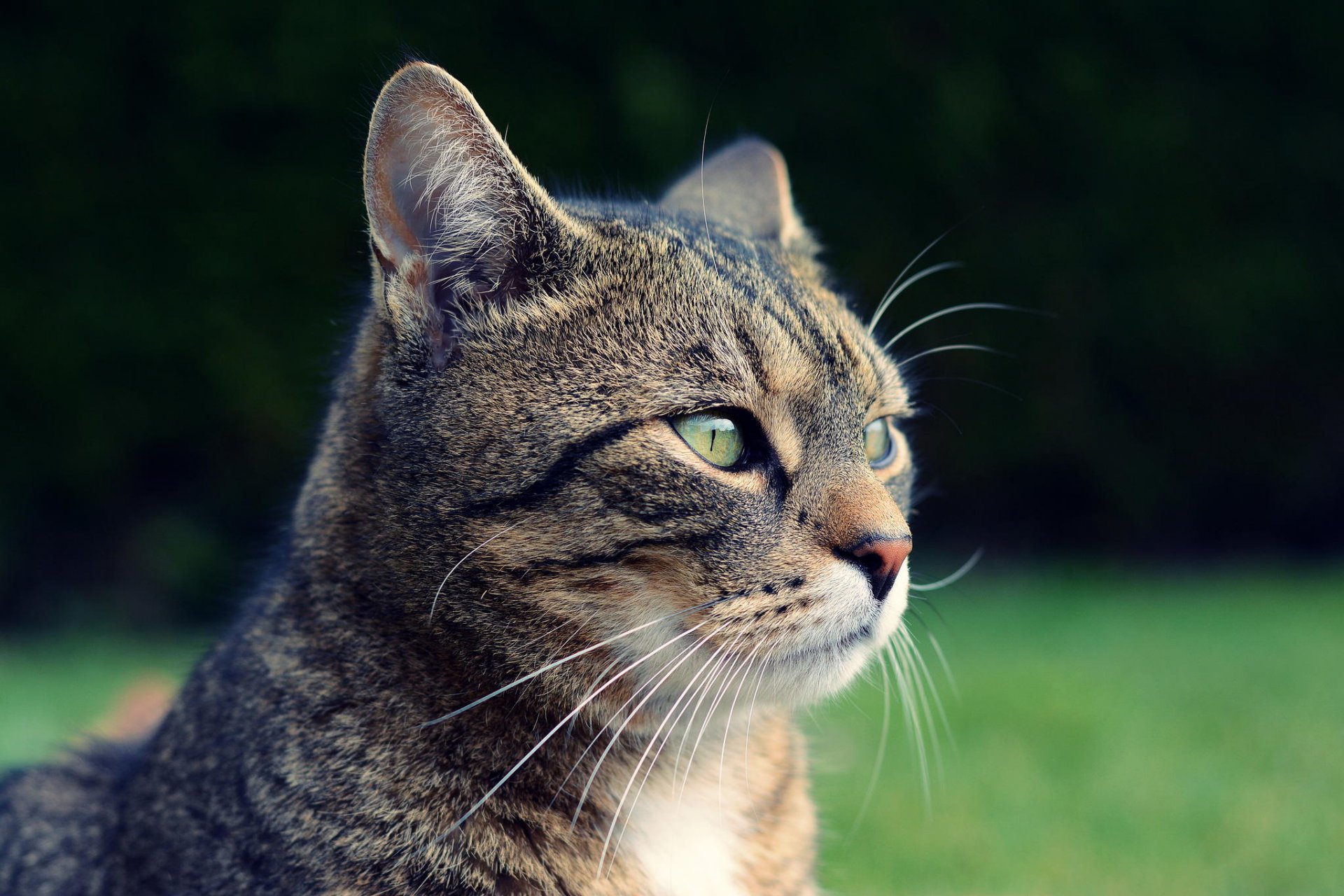 katze grau schnauze blick natur