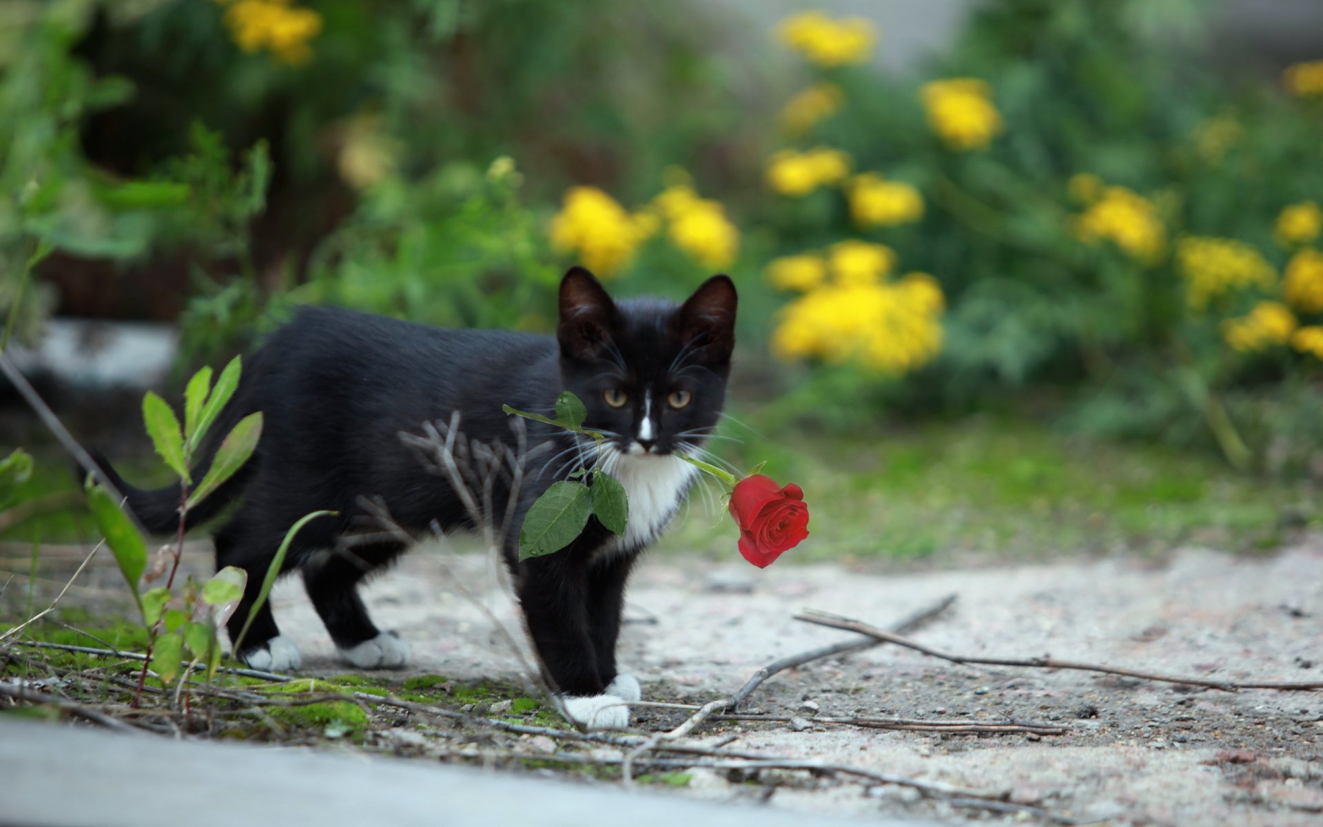 cat rose background